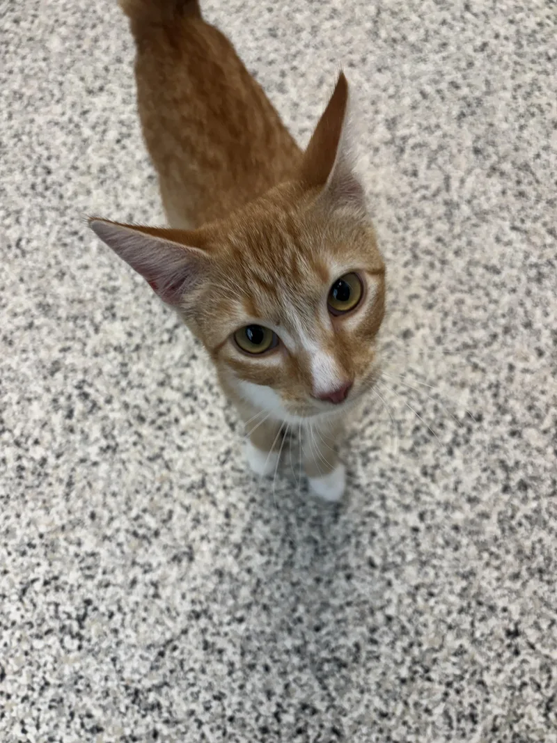 A baby medium-sized female Domestic Short Hair cat named Found for adoption in Liberty, MO