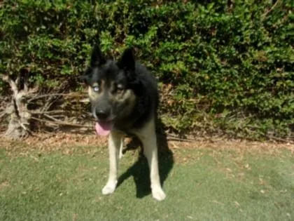 An adult large-sized male Husky dog named Merlin for adoption in Van Nuys, CA