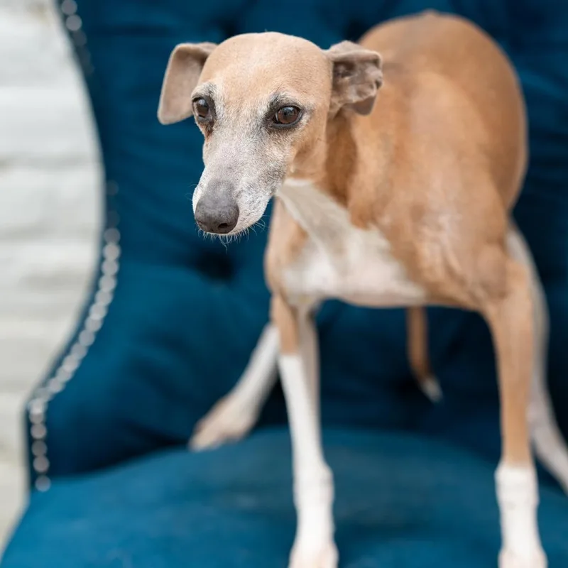 An adult small-sized female Italian Greyhound dog named Twinkle for adoption in Zionsville, IN