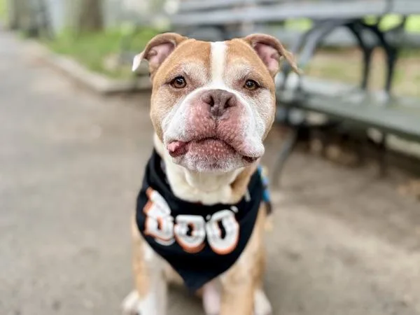 A senior medium-sized male Mixed Breed dog named Bark Ave for adoption in New York, NY