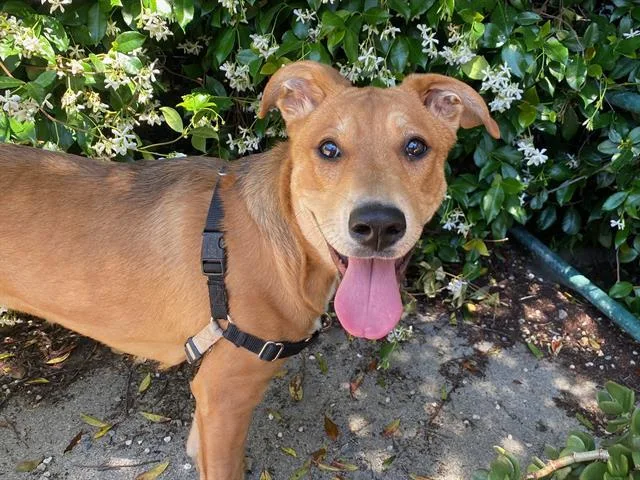 A young medium-sized female Labrador Retriever dog named Sprinkles for adoption in Santa Rosa, CA