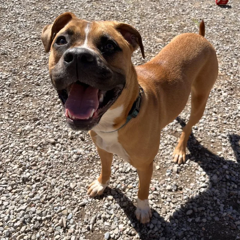 A young medium-sized female Red / Chestnut / Orange Mixed Breed dog named Xena for adoption in Fairport, NY