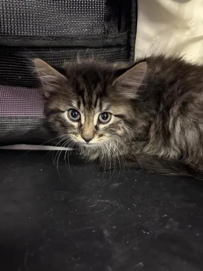 A baby small-sized male Gray / Blue / Silver Domestic Long Hair cat named 60947822 for adoption in El Paso, TX