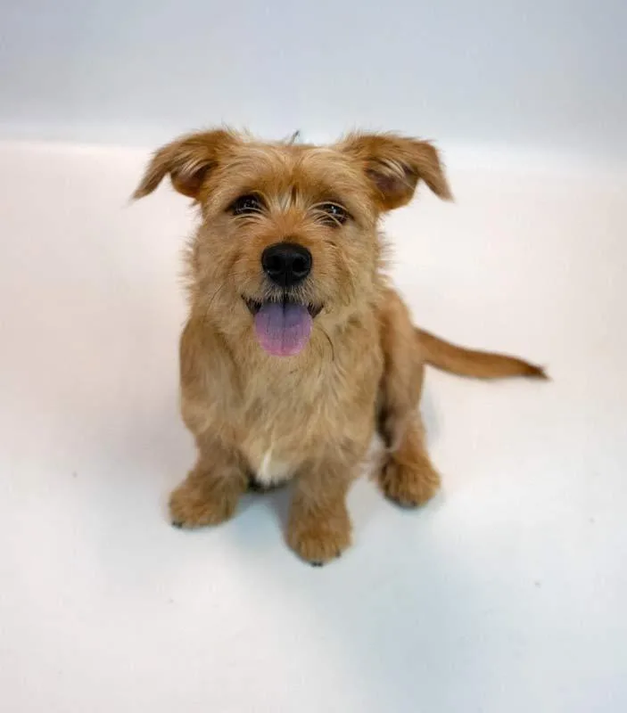 A baby medium-sized male Terrier dog named Hamilton for adoption in Kennesaw, GA