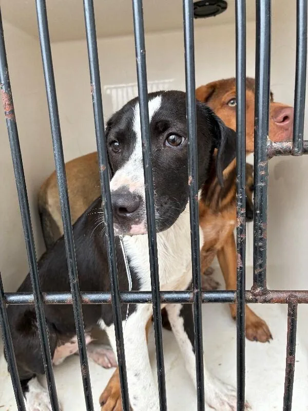 An adult medium-sized male Black German Shepherd Dog dog named Beckett for adoption in Mobile, AL