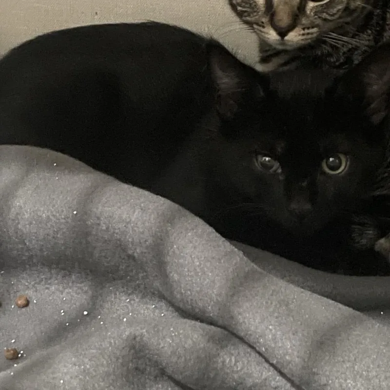 A baby medium-sized male Black Domestic Short Hair cat named Bert for adoption in Fairmont, WV