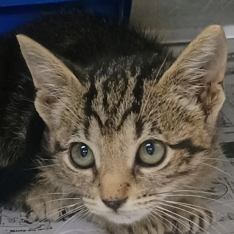 A baby small-sized female Brown / Chocolate Domestic Short Hair cat named Moonrose for adoption in Palestine, TX