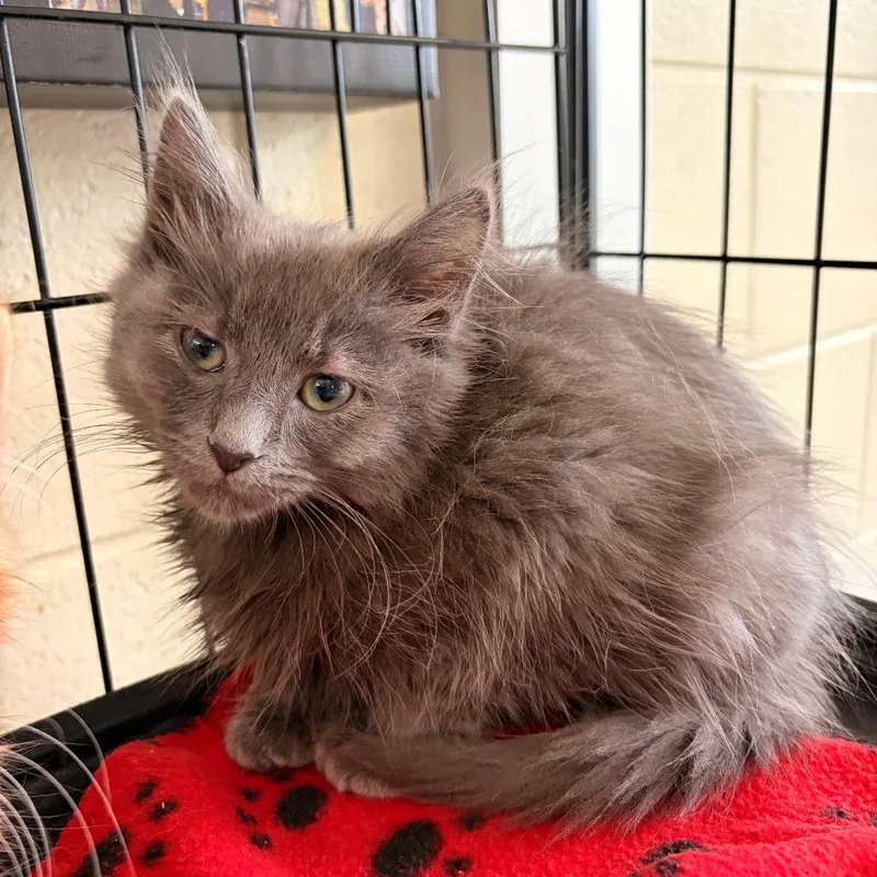 A baby small-sized female Gray / Blue / Silver Domestic Medium Hair cat named Scribble for adoption in Franklin, NC