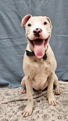 A baby medium-sized male White / Cream Mixed Breed dog named Tofu for adoption in Hamilton, OH