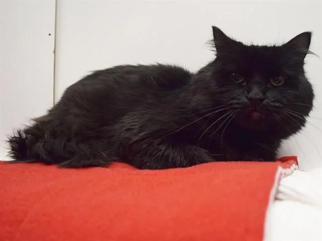 A young medium-sized male Domestic Medium Hair cat named George for adoption in Sacramento, CA