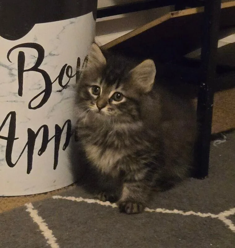 A baby medium-sized female Tabby (Gray / Blue / Silver) Domestic Medium Hair cat named Pebbles for adoption in Colmar, PA