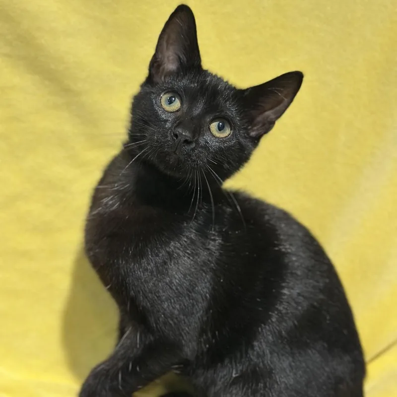 A baby small-sized male Black Domestic Short Hair cat named Pettigrew for adoption in Matteson, IL