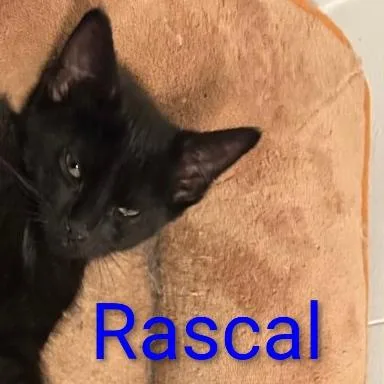 A baby small-sized male Black Domestic Short Hair cat named Rascal for adoption in Carmel, IN