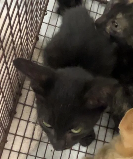 A baby small-sized male Domestic Short Hair cat named Cucumber for adoption in Ocala, FL