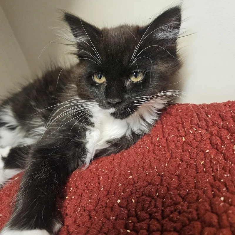 A baby small-sized male Black Domestic Short Hair cat named Jake for adoption in Cody, WY