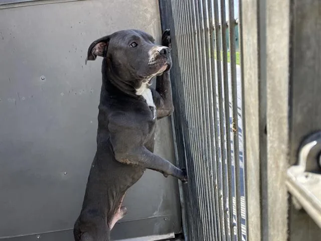 A young large-sized male Pit Bull Terrier dog named Sammy for adoption in Camarillo, CA