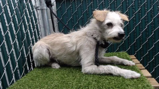 An adult medium-sized male Terrier dog named Max for adoption in Downey, CA