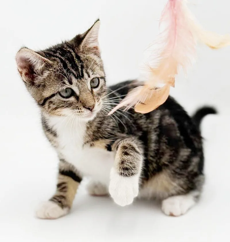 A baby small-sized female White Bengal cat named Camila cannot be any for adoption in Bedford Hills, NY