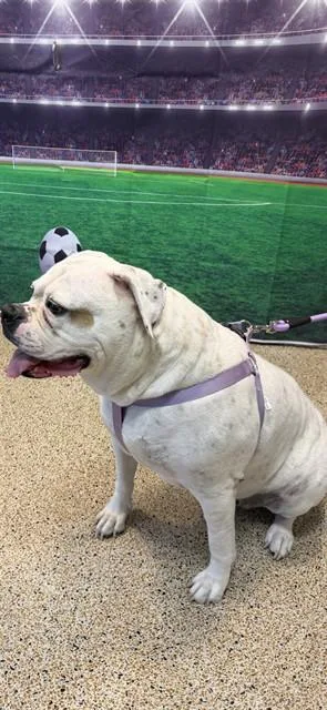 An adult extra large-sized female American Bulldog dog named Luna for adoption in Miami, FL