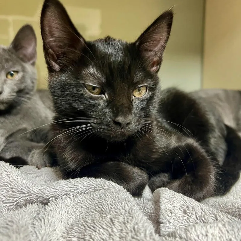 A baby small-sized female Domestic Short Hair cat named Tagliatelle for adoption in Tacoma, WA