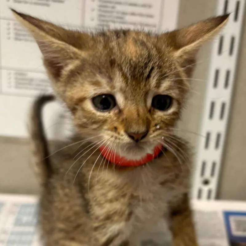 A baby small-sized female Brown / Chocolate Domestic Short Hair cat named Velma for adoption in Yuma, AZ