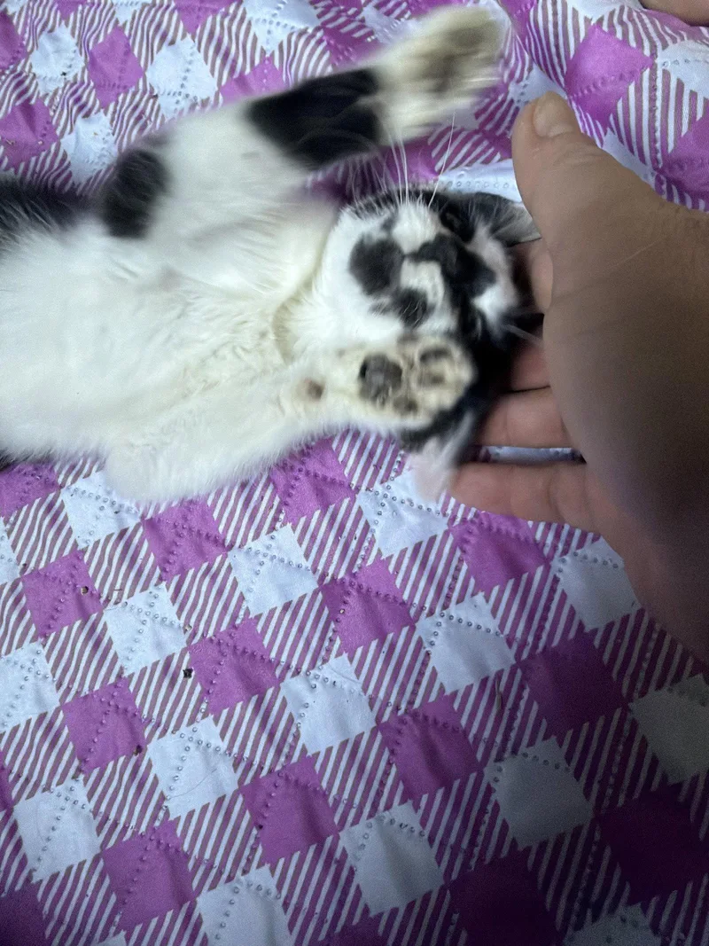 A baby medium-sized female Black & White / Tuxedo Domestic Short Hair cat named Inkblot for adoption in Wheaton, IL