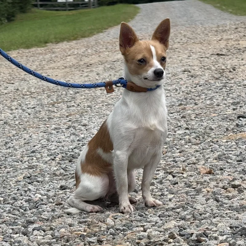 A young small-sized male White / Cream Chihuahua dog named Billy for adoption in Meherrin, VA