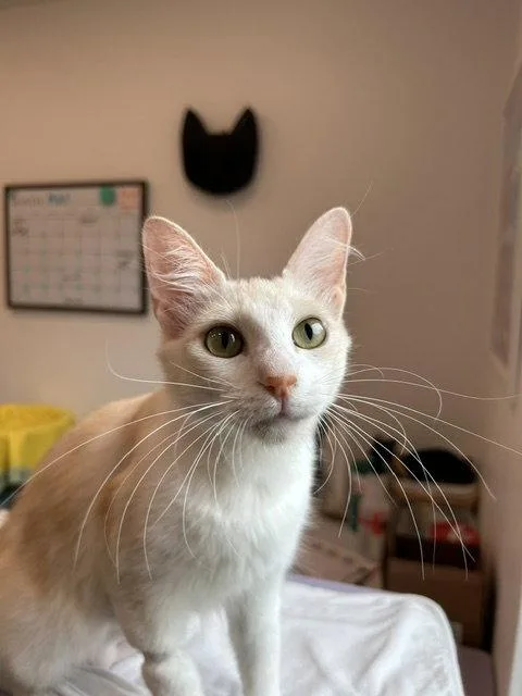 An adult medium-sized female Buff & White Domestic Short Hair cat named Pearl for adoption in Dripping Springs, TX