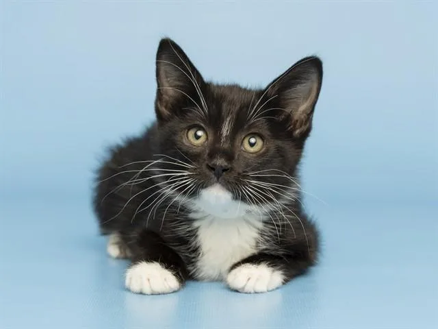 A baby small-sized female Domestic Short Hair cat named Daphine for adoption in Phoenix, AZ