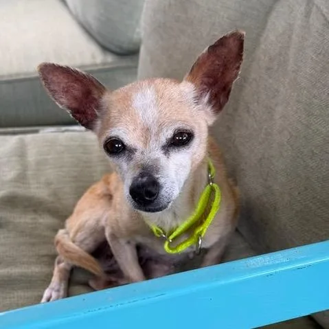 An adult small-sized female Yellow / Tan / Blond / Fawn Chihuahua dog named Ragina for adoption in Oxford, ME