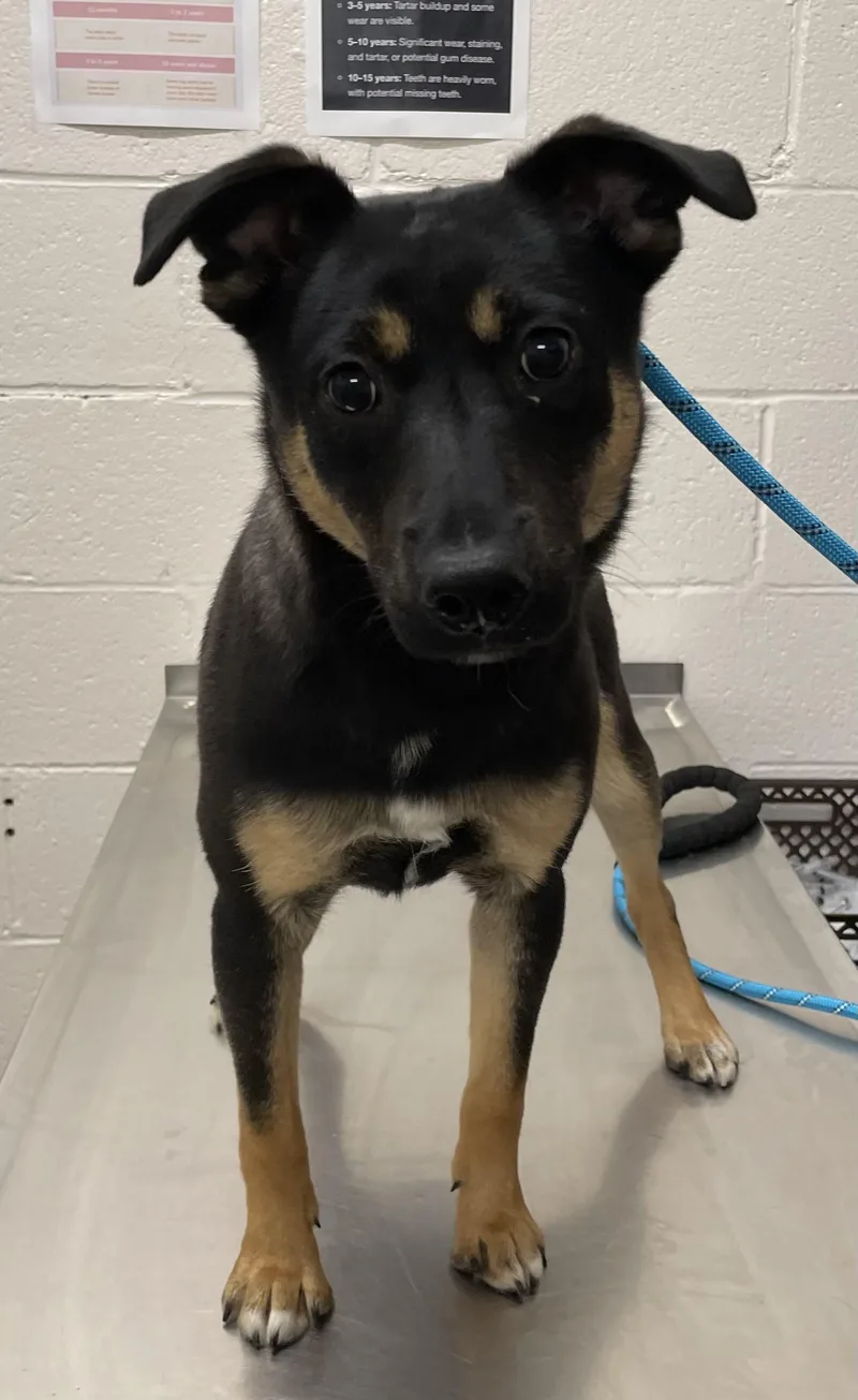 A young small-sized male Tricolor (Brown, Black, & White) Terrier dog named Hank Hold for adoption in Canton, OH