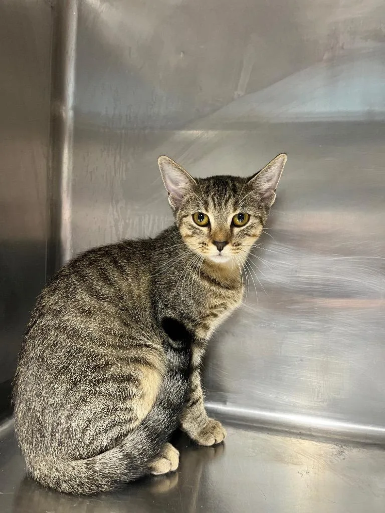 A baby large-sized female Domestic Short Hair cat named Dolly for adoption in Hopkinsville, KY