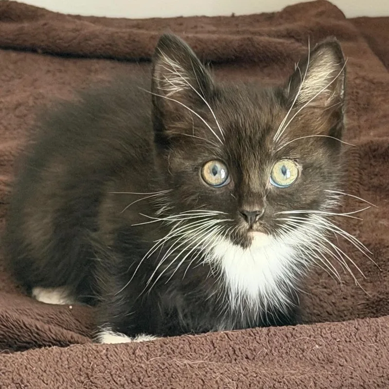 A baby small-sized female Black Domestic Short Hair cat named Crysta for adoption in Winchester, VA
