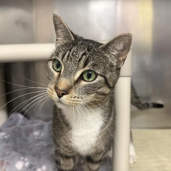 An adult medium-sized male Domestic Short Hair cat named Mulch for adoption in Walnut Creek, CA