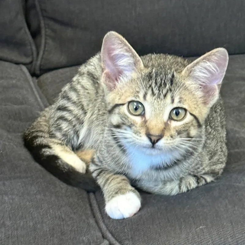 A baby small-sized female Gray / Blue / Silver Domestic Short Hair cat named Alisson for adoption in Flower Mound, TX