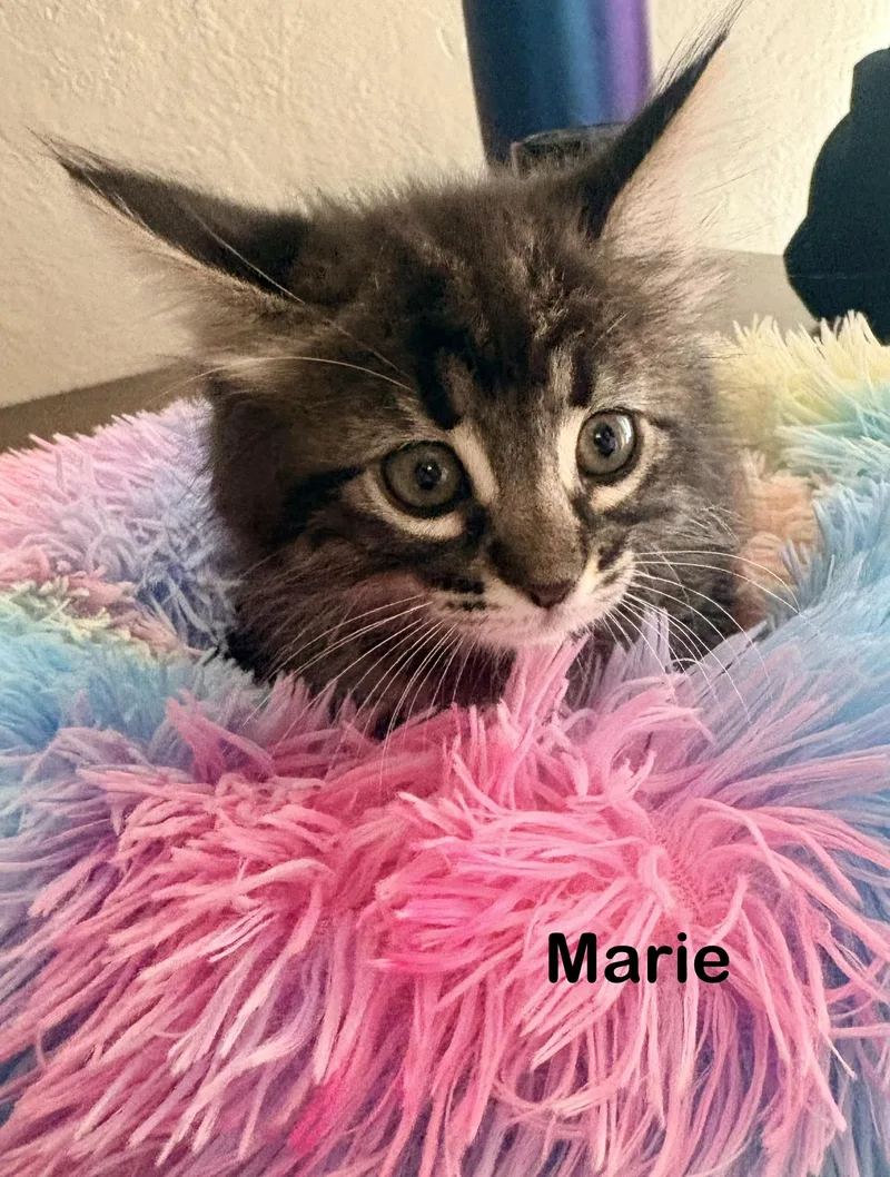 Marie thumbnail 2