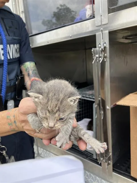 A baby medium-sized male Domestic Short Hair cat named July for adoption in Dallas, TX