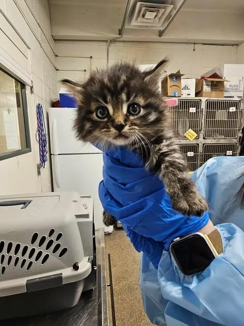 A baby small-sized female Tabby (Brown / Chocolate) Domestic Long Hair cat named Draculara for adoption in Fruit Heights, UT