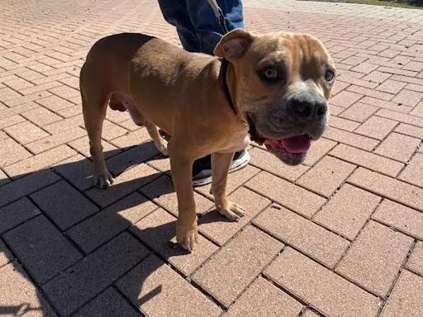 An adult large-sized male Pit Bull Terrier dog named Warren for adoption in Austin, TX