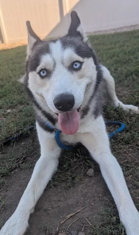 An adult medium-sized male Siberian Husky dog named Blake for adoption in Yankton, SD