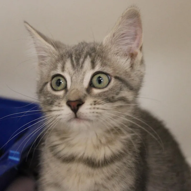 A baby small-sized female Gray / Blue / Silver Domestic Short Hair cat named Pancake for adoption in Champaign, IL