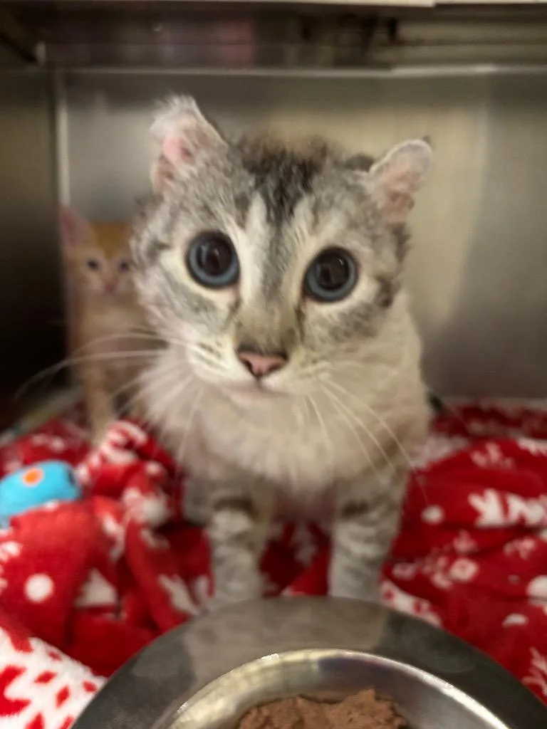A young large-sized female Siamese cat named Coco Cabana for adoption in Liverpool, NY