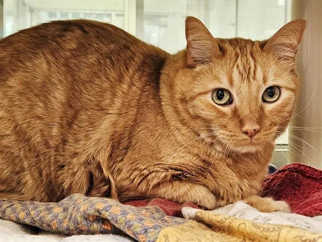 A young extra large-sized male Domestic Short Hair cat named Earl for adoption in Albuquerque, NM