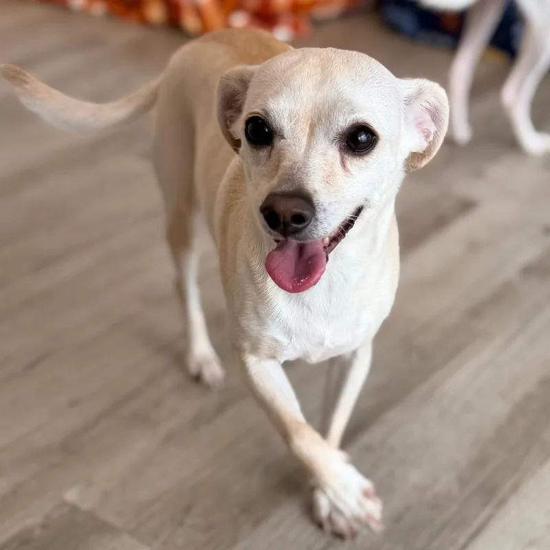 An adult small-sized female Chihuahua dog named Sweetpea for adoption in Green Bay, WI