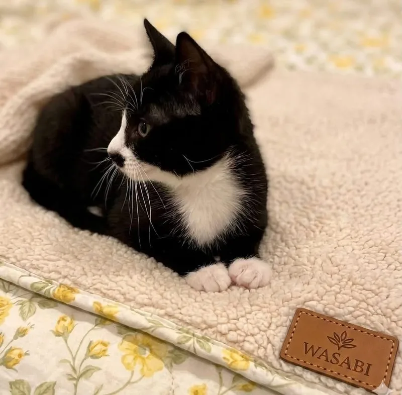 A baby medium-sized male Black & White / Tuxedo Tuxedo cat named Wasabi for adoption in Palmdale, CA