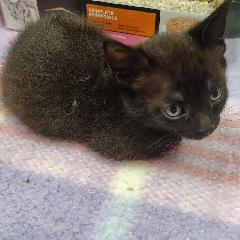 A baby small-sized male Black Domestic Short Hair cat named Italian Ice for adoption in Coos Bay, OR