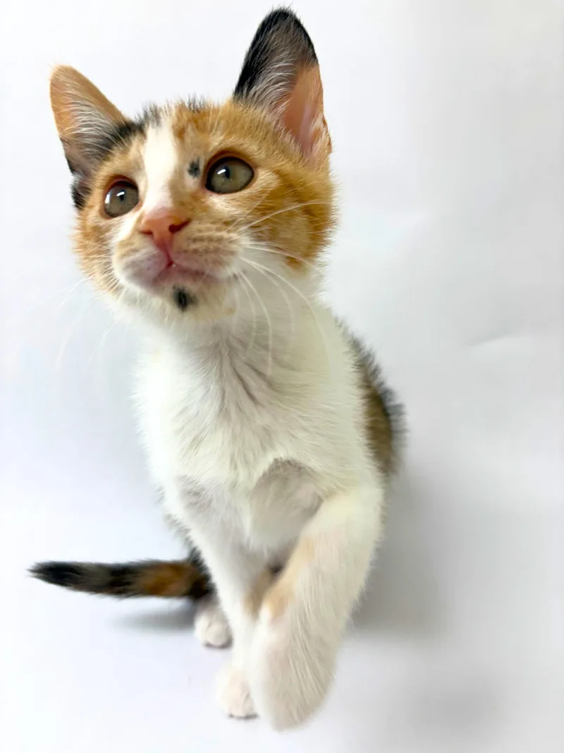 A baby medium-sized female Calico American Shorthair cat named Amelie for adoption in Pasco, WA