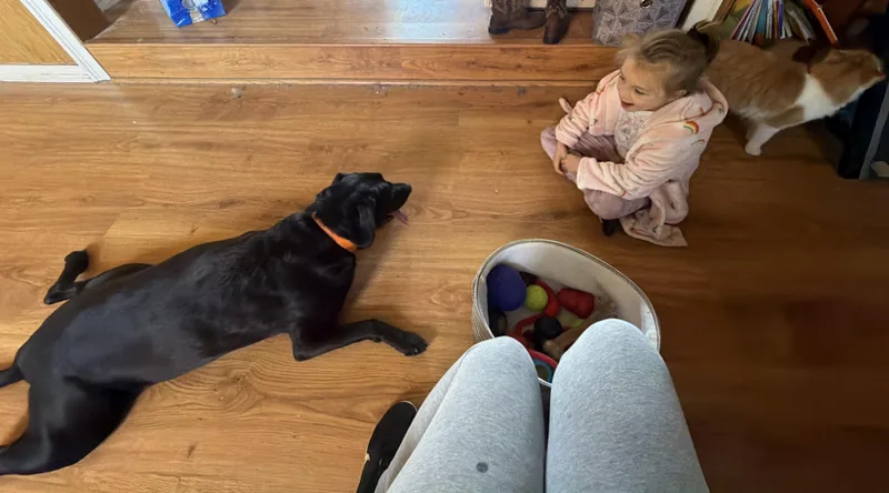 An adult large-sized male Black Labrador Retriever dog named Doozy for adoption in Kennebunk , ME