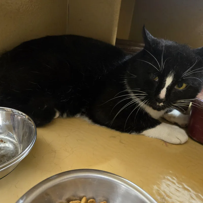 A young medium-sized male Black & White / Tuxedo Domestic Short Hair cat named Robert for adoption in Worcester, MA