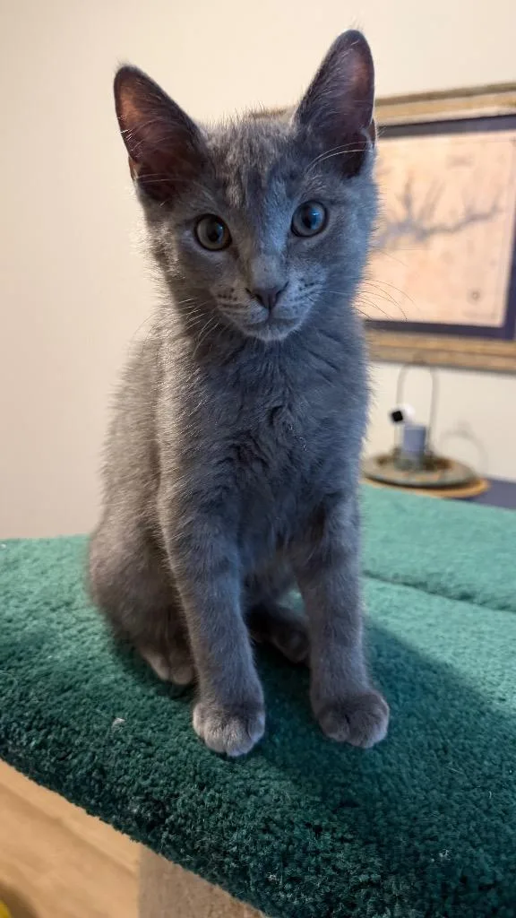 Bon Jovi